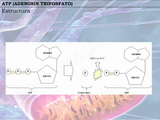 ATP (ADENOSIN TRIFOSFATO)
Estructura
 