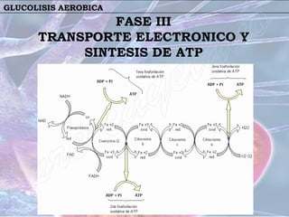 GLUCOLISIS AEROBICA
               FASE III
      TRANSPORTE ELECTRONICO Y
           SINTESIS DE ATP
 