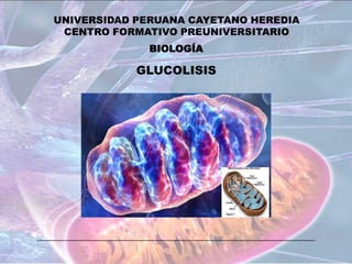 UNIVERSIDAD PERUANA CAYETANO HEREDIA
 CENTRO FORMATIVO PREUNIVERSITARIO
              BIOLOGÍA

            GLUCOLISIS
 