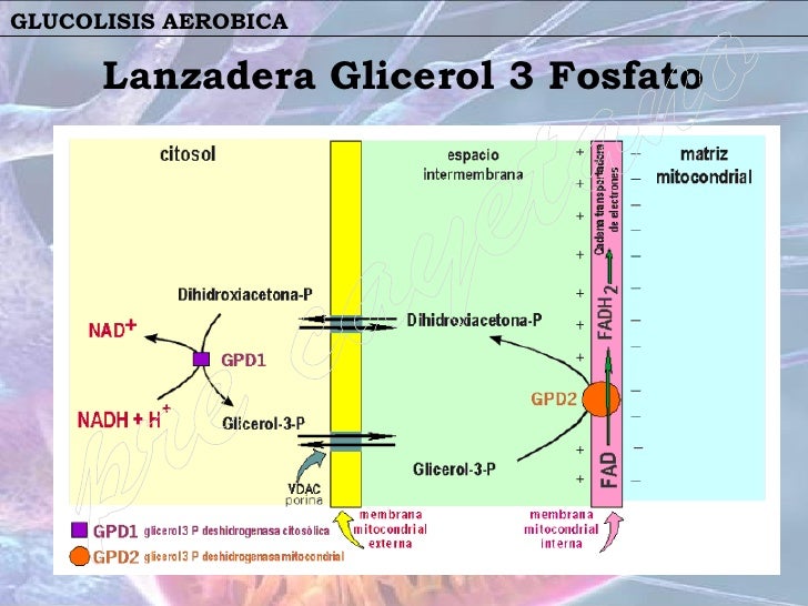 Glucolisis