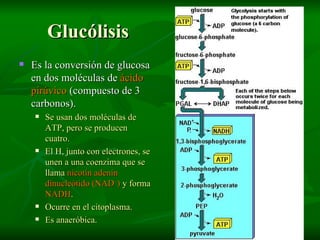 Glucólisis Es la conversión de glucosa en dos moléculas de  ácido pirúvico  (compuesto de 3 carbonos). Se usan dos moléculas de ATP, pero se producen cuatro. El H, junto con electrones, se unen a una coenzima que se llama  nicotín adenín dinucleótido (NAD + )  y forma  NADH . Ocurre en el citoplasma. Es anaeróbica. 