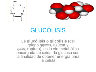 GLUCOLISIS La glucólisis o glicolisis (del griego glycos, azúcar y lysis, ruptura), es la vía metabólica encargada de oxidar la glucosa con la finalidad de obtener energía para la célula 