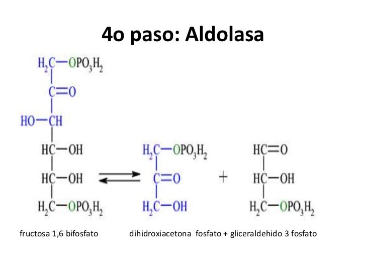 Glucolisis