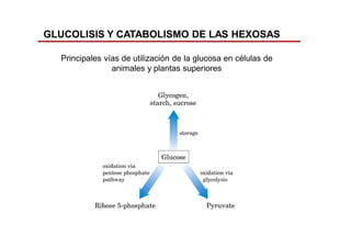 GLUCOLISIS Y CATABOLISMO DE LAS HEXOSAS
Principales vías de utilización de la glucosa en células de
animales y plantas superiores
 