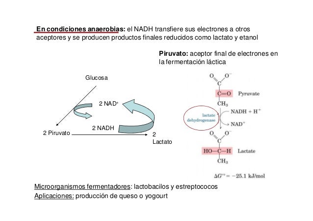 Glucolisis
