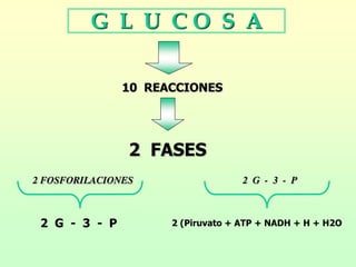 G L U C O S A
10 REACCIONES
2 FASES
2 FOSFORILACIONES 2 G - 3 - P
2 G - 3 - P 2 (Piruvato + ATP + NADH + H + H2O
 