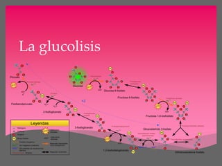 La glucolisis
 