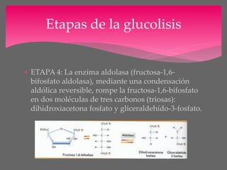 Glucolisis | PDF