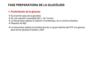 FASE PREPARATORIA DE LA GLUCÓLISIS
1. Fosforilación de la glucosa
 Es el primer paso de la glucólisis
 Es una reacción irreversible ∆G’o=-16.7 kJ/mol
 La Hexocinasa cataliza la reacción (Transferasa), es un enzima citosólica
 Requiere de Mg2+
 La hexocinasa cataliza la transferencia de un grupo fosforilo del ATP a la glucosa
para formar glucosa-6-fosfato y ADP
 