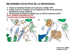 MECANISMO CATALÍTICO DE LA HEXOCINASA
1. Forma un complejo ternario con la glucosa y el Mg2+-ATP
2. El Mg2+ forma un complejo con los oxígenos del ATP de tal modo que
apantalla las cargas negativas
3. Favoreciendo el ataque nucleofílico por un OH de la glucosa al ATP
ES EL PRIMER CONSUMO DE ATP
LA CÁTALISIS ES POR PROXIMIDAD
Kuser et al. (2008)
Proteins 72:731
 
