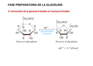FASE PREPARATORIA DE LA GLUCÓLISIS
2. Conversión de la glucosa 6-fosfato en fructosa 6-fosfato
 