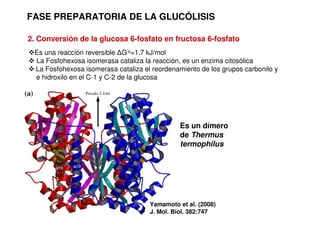 FASE PREPARATORIA DE LA GLUCÓLISIS
2. Conversión de la glucosa 6-fosfato en fructosa 6-fosfato
Es una reacción reversible ∆G’o=1.7 kJ/mol
 La Fosfohexosa isomerasa cataliza la reacción, es un enzima citosólica
 La Fosfohexosa isomerasa cataliza el reordenamiento de los grupos carbonilo y
e hidroxilo en el C-1 y C-2 de la glucosa
Es un dímero
de Thermus
termophilus
Yamamoto et al. (2008)
J. Mol. Biol. 382:747
 