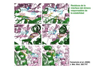 Yamamoto et al. (2008)
J. Mol. Biol. 382:747
Residuos de la
interface del dímero
responsables de
la estabilidad
 