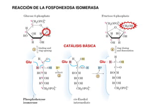 Glu Glu Glu
REACCIÓN DE LA FOSFOHEXOSA ISOMERASA
CATÁLISIS BÁSICA
 