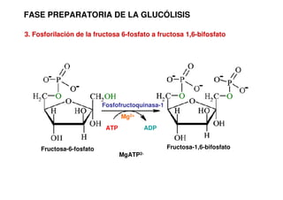 FASE PREPARATORIA DE LA GLUCÓLISIS
3. Fosforilación de la fructosa 6-fosfato a fructosa 1,6-bifosfato
Mg2+
Fosfofructoquinasa-1
ATP ADP
MgATP2-
Fructosa-6-fosfato Fructosa-1,6-bifosfato
 