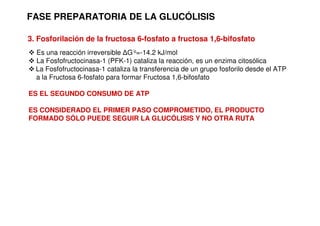 FASE PREPARATORIA DE LA GLUCÓLISIS
3. Fosforilación de la fructosa 6-fosfato a fructosa 1,6-bifosfato
 Es una reacción irreversible ∆G’o=-14.2 kJ/mol
 La Fosfofructocinasa-1 (PFK-1) cataliza la reacción, es un enzima citosólica
 La Fosfofructocinasa-1 cataliza la transferencia de un grupo fosforilo desde el ATP
a la Fructosa 6-fosfato para formar Fructosa 1,6-bifosfato
ES EL SEGUNDO CONSUMO DE ATP
ES CONSIDERADO EL PRIMER PASO COMPROMETIDO, EL PRODUCTO
FORMADO SÓLO PUEDE SEGUIR LA GLUCÓLISIS Y NO OTRA RUTA
 