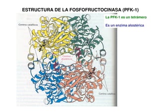 ESTRUCTURA DE LA FOSFOFRUCTOCINASA (PFK-1)
La PFK-1 es un tetrámero
Es un enzima alostérica
 