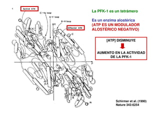 La PFK-1 es un tetrámero
Es un enzima alostérica
(ATP ES UN MODULADOR
ALOSTÉRICO NEGATIVO)
[ATP] DISMINUYE
AUMENTO EN LA ACTIVIDAD
DE LA PFK-1
Schirmer et al. (1990)
Nature 343:6254
 