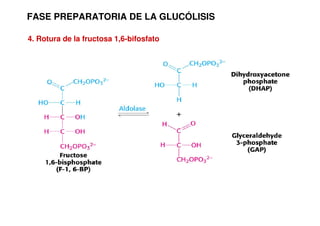 FASE PREPARATORIA DE LA GLUCÓLISIS
4. Rotura de la fructosa 1,6-bifosfato
 