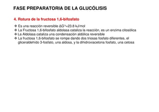 FASE PREPARATORIA DE LA GLUCÓLISIS
4. Rotura de la fructosa 1,6-bifosfato
 Es una reacción reversible ∆G’o=23.8 kJ/mol
 La Fructosa 1,6-bifosfato aldolasa cataliza la reacción, es un enzima citosólica
 La Aldolasa cataliza una condensación aldólica reversible
 La fructosa 1,6-bifosfato se rompe dando dos triosas fosfato diferentes, el
gliceraldehído 3-fosfato, una aldosa, y la dihidroxiacetona fosfato, una cetosa
 