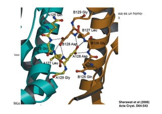 La aldolasa es un homo-
tetrámero
Sherawat et al (2008)
Acta Cryst. D64:543
Músculo de Conejo
 