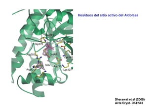Residuos del sitio activo del Aldolasa
Sherawat et al (2008)
Acta Cryst. D64:543
 