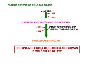 FASE DE BENEFICIOS DE LA GLUCÓLISIS
GLUCOSA
2 MOLÉCULAS DE GLICERALDEHÍDO 3-FOSFATO
PASOS DE FOSFORILACIÓN
CONSERVADORES DE ENERGÍA
2 MOLÉCULAS DE PIRUVATO
2 ATP
2 ADP
4 ADP
4 ATP
POR UNA MOLÉCULA DE GLUCOSA SE FORMAN
2 MOLÉCULAS DE ATP
 