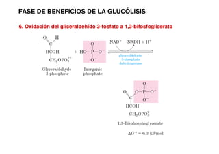 FASE DE BENEFICIOS DE LA GLUCÓLISIS
6. Oxidación del gliceraldehído 3-fosfato a 1,3-bifosfoglicerato
 