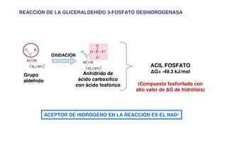 REACCIÓN DE LA GLICERALDEHÍDO 3-FOSFATO DESHIDROGENASA
Grupo
aldehído
OXIDACIÓN
Anhídrido de
ácido carboxílico
con ácido fosfórico
ACIL FOSFATO
∆G= -49.3 kJ/mol
(Compuesto fosforilado con
alto valor de ∆G de hidrólisis)
ACEPTOR DE HIDRÓGENO EN LA REACCIÓN ES EL NAD+
 