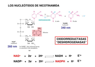 LOS NUCLEÓTIDOS DE NICOTINAMIDA
HIDROGENACIÓN
OXIDORREDUCTASAS
“DESHIDROGENASAS”
260 nm
340 nm
NAD+ + 2e- + 2H+ NADH + H+
NADP+ + 2e- + 2H+ NADPH + H+
E’o
E’o
 