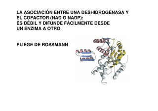 LA ASOCIACIÓN ENTRE UNA DESHIDROGENASA Y
EL COFACTOR (NAD O NADP):
ES DÉBIL Y DIFUNDE FÁCILMENTE DESDE
UN ENZIMA A OTRO
PLIEGE DE ROSSMANN
 