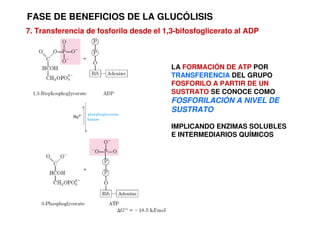 LA FORMACIÓN DE ATP POR
TRANSFERENCIA DEL GRUPO
FOSFORILO A PARTIR DE UN
SUSTRATO SE CONOCE COMO
FOSFORILACIÓN A NIVEL DE
SUSTRATO
IMPLICANDO ENZIMAS SOLUBLES
E INTERMEDIARIOS QUÍMICOS
FASE DE BENEFICIOS DE LA GLUCÓLISIS
7. Transferencia de fosforilo desde el 1,3-bifosfoglicerato al ADP
 