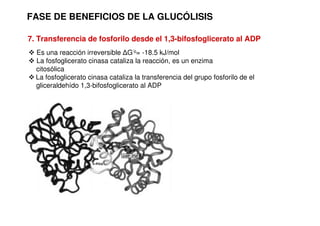 FASE DE BENEFICIOS DE LA GLUCÓLISIS
 Es una reacción irreversible ∆G’o= -18.5 kJ/mol
 La fosfoglicerato cinasa cataliza la reacción, es un enzima
citosólica
 La fosfoglicerato cinasa cataliza la transferencia del grupo fosforilo de el
gliceraldehído 1,3-bifosfoglicerato al ADP
7. Transferencia de fosforilo desde el 1,3-bifosfoglicerato al ADP
 