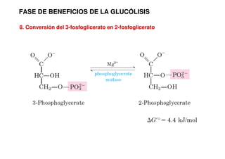 FASE DE BENEFICIOS DE LA GLUCÓLISIS
8. Conversión del 3-fosfoglicerato en 2-fosfoglicerato
 