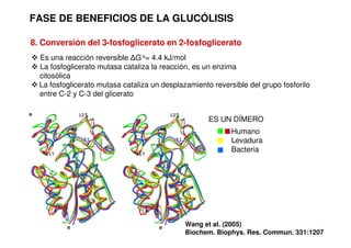 FASE DE BENEFICIOS DE LA GLUCÓLISIS
8. Conversión del 3-fosfoglicerato en 2-fosfoglicerato
 Es una reacción reversible ∆G’o= 4.4 kJ/mol
 La fosfoglicerato mutasa cataliza la reacción, es un enzima
citosólica
 La fosfoglicerato mutasa cataliza un desplazamiento reversible del grupo fosforilo
entre C-2 y C-3 del glicerato
ES UN DÍMERO
Wang et al. (2005)
Biochem. Biophys. Res. Commun. 331:1207
Humano
Levadura
Bacteria
 