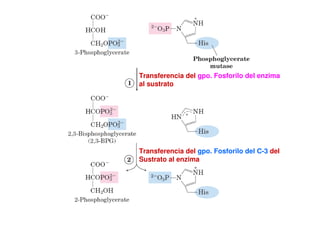 Transferencia del gpo. Fosforilo del enzima
al sustrato
Transferencia del gpo. Fosforilo del C-3 del
Sustrato al enzima
 
