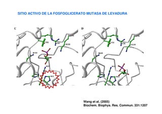 SITIO ACTIVO DE LA FOSFOGLICERATO MUTASA DE LEVADURA
Wang et al. (2005)
Biochem. Biophys. Res. Commun. 331:1207
 