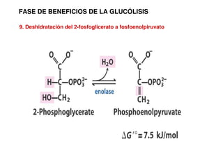 FASE DE BENEFICIOS DE LA GLUCÓLISIS
9. Deshidratación del 2-fosfoglicerato a fosfoenolpiruvato
 