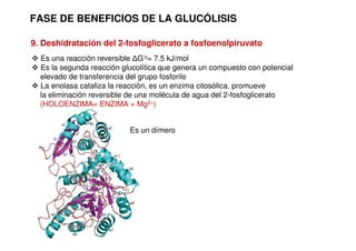 FASE DE BENEFICIOS DE LA GLUCÓLISIS
9. Deshidratación del 2-fosfoglicerato a fosfoenolpiruvato
 Es una reacción reversible ∆G’o= 7.5 kJ/mol
 Es la segunda reacción glucolítica que genera un compuesto con potencial
elevado de transferencia del grupo fosforilo
 La enolasa cataliza la reacción, es un enzima citosólica, promueve
la eliminación reversible de una molécula de agua del 2-fosfoglicerato
(HOLOENZIMA= ENZIMA + Mg2+)
Es un dímero
 