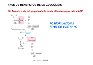 FASE DE BENEFICIOS DE LA GLUCÓLISIS
10. Transferencia del grupo fosforilo desde el fosfoenolpiruvato al ADP
FOSFORILACIÓN A
NIVEL DE SUSTRATO
 