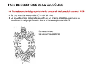 FASE DE BENEFICIOS DE LA GLUCÓLISIS
10. Transferencia del grupo fosforilo desde el fosfoenolpiruvato al ADP
 Es una reacción irreversible ∆G’o= -31.4 kJ/mol
 La piruvato cinasa cataliza la reacción, es un enzima citosólica, promueve la
transferencia del grupo fosforilo desde el fosfoenolpiruvato al ADP
Es un tetrámero
Es un enzima alostérica
 