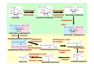 GLUCOSA GLUCOSA 6-FOSFATO
FRUCTOSA 6-FOSFATO
FRUCTOSA 1,6-BIFOSFATO
FRUCTOSA 1,6-BIFOSFATO
GLICERALDEHÍDO 3-FOSFATO
DIHIDROXIACETONA FOSFATO 1,3-BIFOSFOGLICERATO
3-FOSFOGLICERATO
FOSFOENOLPIRUVATO
PIRUVATO 2-FOSFOGLICERATO
Fosforilación
Hexocinasa
Isomerización
Fosfohexosa
isomerasa
Fosforilación
PFK-1
Rotura Aldolasa
Oxidación y
Fosforilación
G 3-P
Deshidrogenasa
Fosforilación a nivel
de sustrato
Fosfoglicerato
cinasa
Isomerización
Mutasa
Fosforilación a nivel
de sustrato
Piruvato cinasa
Enolasa
 