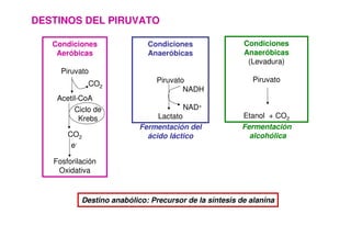 DESTINOS DEL PIRUVATO
Condiciones
Aeróbicas
Piruvato
Acetil-CoA
CO2
Fosforilación
Oxidativa
CO2
Ciclo de
Krebs
e-
Condiciones
Anaeróbicas
Piruvato
NADH
NAD+
Lactato
Condiciones
Anaeróbicas
(Levadura)
Piruvato
Etanol + CO2
Fermentación del
ácido láctico
Fermentación
alcohólica
Destino anabólico: Precursor de la síntesis de alanina
 