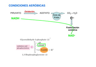 CONDICIONES AERÓBICAS
PIRUVATO ACETATO CO2 + H2O
Oxidación
Ciclo de
Krebs e-
Fosforilación
oxidativa
NADH
NAD+
 