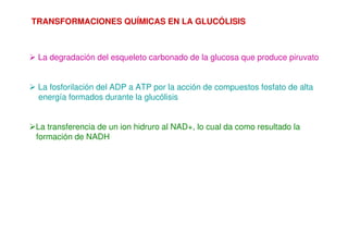 TRANSFORMACIONES QUÍMICAS EN LA GLUCÓLISIS
 La degradación del esqueleto carbonado de la glucosa que produce piruvato
 La fosforilación del ADP a ATP por la acción de compuestos fosfato de alta
energía formados durante la glucólisis
La transferencia de un ion hidruro al NAD+, lo cual da como resultado la
formación de NADH
 