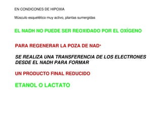 EN CONDICONES DE HIPOXIA
Músculo esquelético muy activo, plantas sumergidas
EL NADH NO PUEDE SER REOXIDADO POR EL OXÍGENO
PARA REGENERAR LA POZA DE NAD+
SE REALIZA UNA TRANSFERENCIA DE LOS ELECTRONES
DESDE EL NADH PARA FORMAR
UN PRODUCTO FINAL REDUCIDO
ETANOL O LACTATO
 