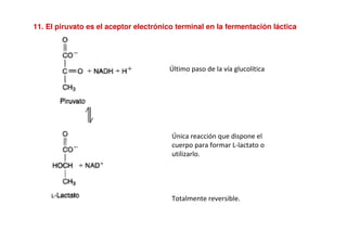 11. El piruvato es el aceptor electrónico terminal en la fermentación láctica
Último paso de la vía glucolítica
Única reacción que dispone el
cuerpo para formar L-lactato o
utilizarlo.
Totalmente reversible.
 