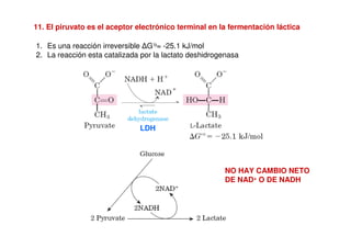 11. El piruvato es el aceptor electrónico terminal en la fermentación láctica
1. Es una reacción irreversible ∆G’o= -25.1 kJ/mol
2. La reacción esta catalizada por la lactato deshidrogenasa
LDH
NO HAY CAMBIO NETO
DE NAD+ O DE NADH
 
