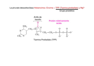 La piruvato descarboxilasa Holoenzima= Enzima + TPP (Tiamina pirofosfato) y Mg2+
Grupo prostético
Tiamina Pirofosfato (TPP)
Anillo de
tiazolio
Protón relativamente
ácido
 