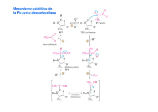 Mecanismo catalítico de
la Piruvato descarboxilasa
 